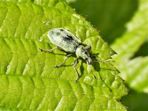 Réf. 282 328 : Phyllobius pomaceus
