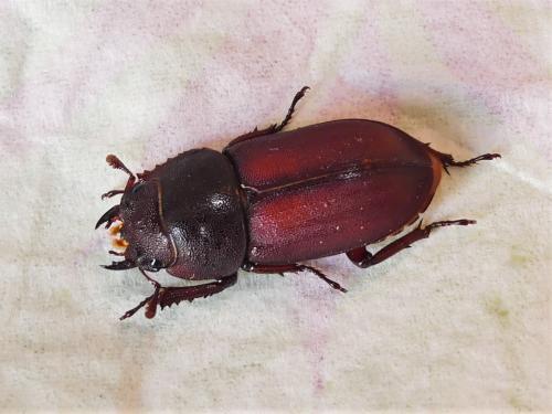 Réf. 282 335 : Dorcus parallelipipedus