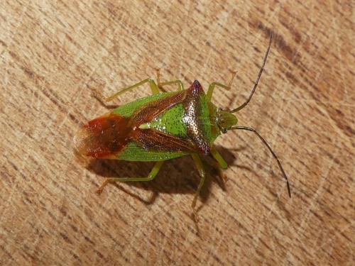 Acanthosoma haemorrhoidale