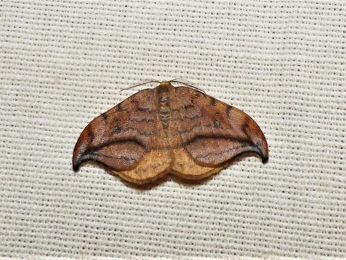 Drepana curvatula