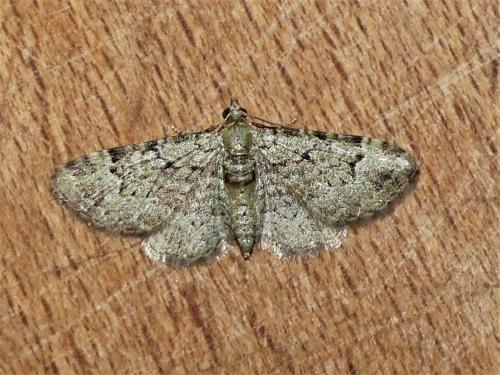 Réf. 282 816 : Pasiphila rectangulata