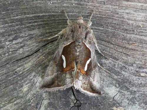 Macdunnoughia confusa