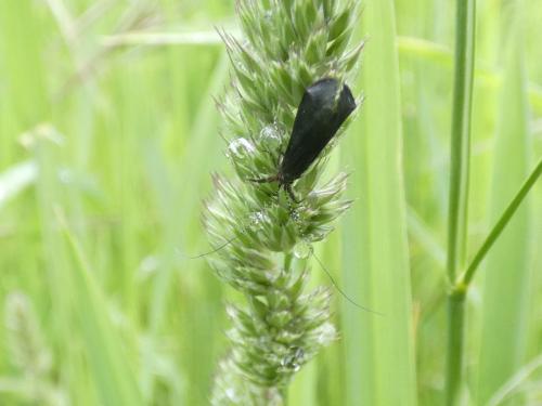 Réf. 282 972 : Mystacides sp.
