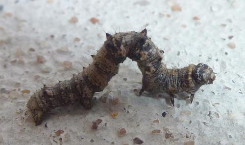 Phigalia pilosaria