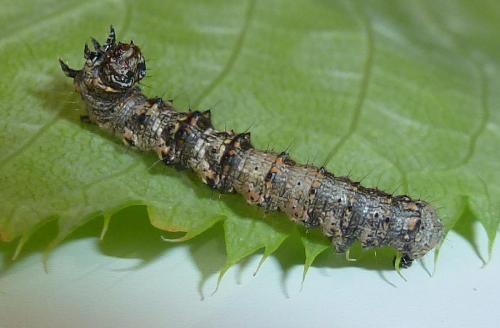 Phigalia pilosaria