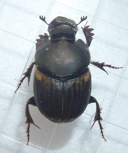 Réf. 282 804 : Onthophagus medius