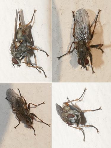 Réf. 282 273 : Coenosia tigrina