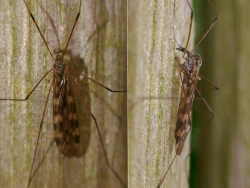 Limonia hercegovinae