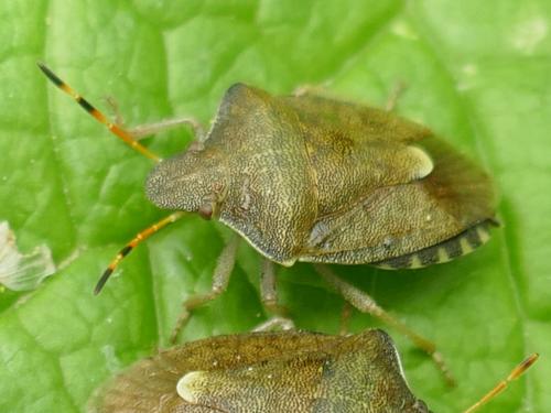 Réf. 282 455 : Peribalus strictus vernalis