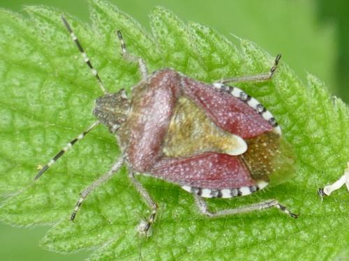 Réf. 282 451 : Dolycoris baccarum