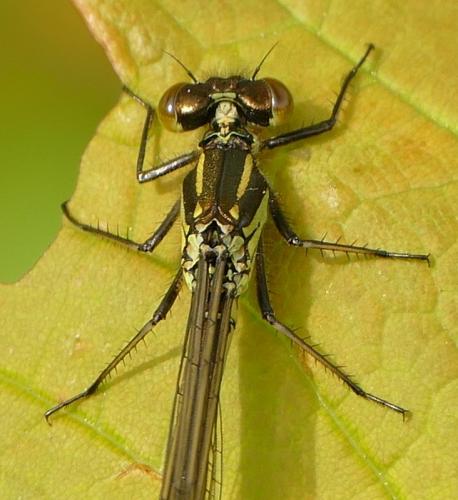 Erythromma najas