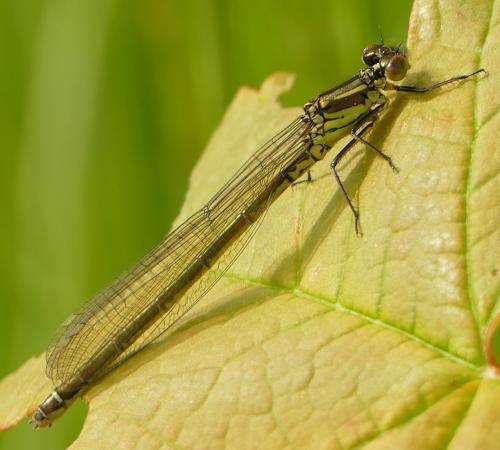 Réf. 282 159 : Erythromma najas