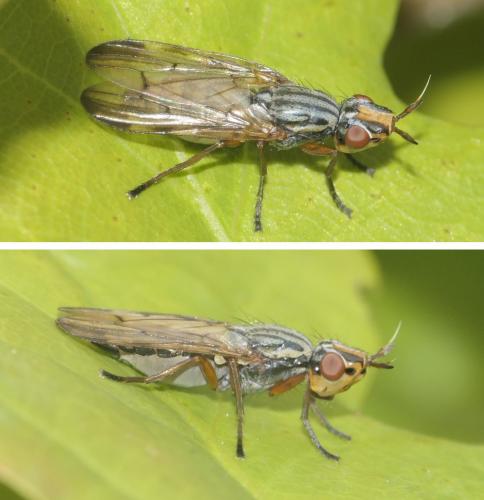 Dorycera graminum