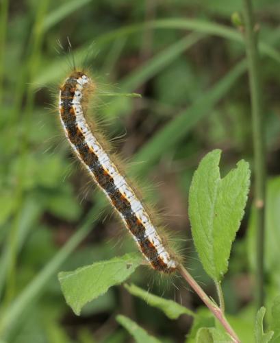 Réf. 282 482 : Trichiura crataegi