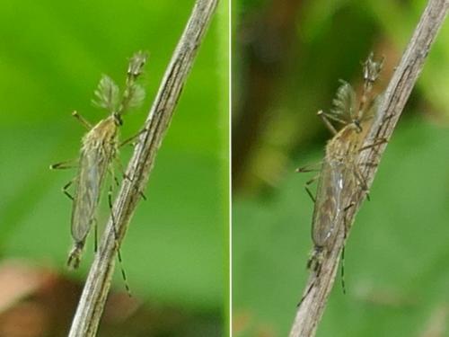 Réf. 282 565 : Culiseta sp.