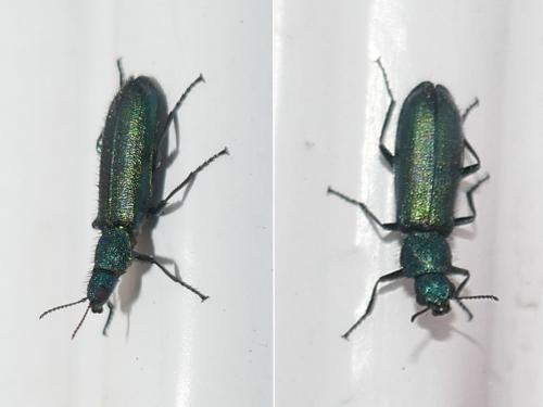 Réf. 282 215 : Psilothrix viridicoerulea