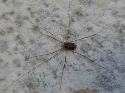 Nelima sp.