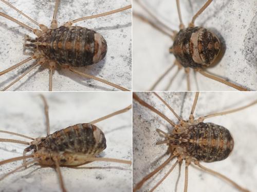 Réf. 282 222 : Nelima sp.