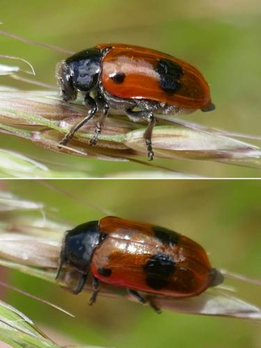 Réf. 282 928 : Clytra laeviuscula