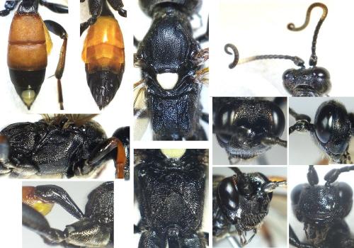 Réf. 282 997 : Ichneumon bucculentus