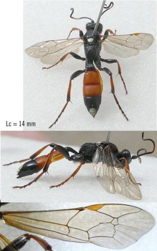 Réf. 282 996 : Ichneumon bucculentus