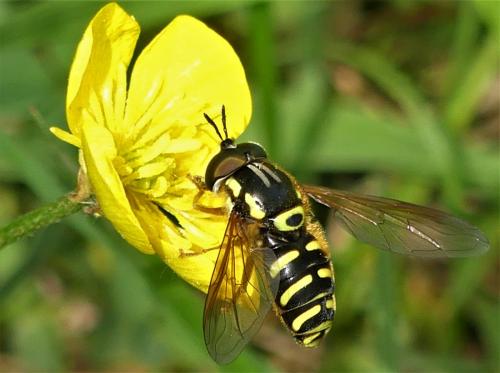 Réf. 282 277 : Chrysotoxum elegans