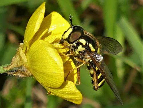 Réf. 282 278 : Chrysotoxum elegans