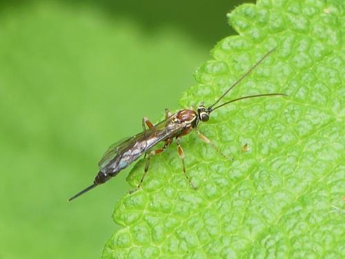 Réf. 282 252 : Tromatobia lineatoria
