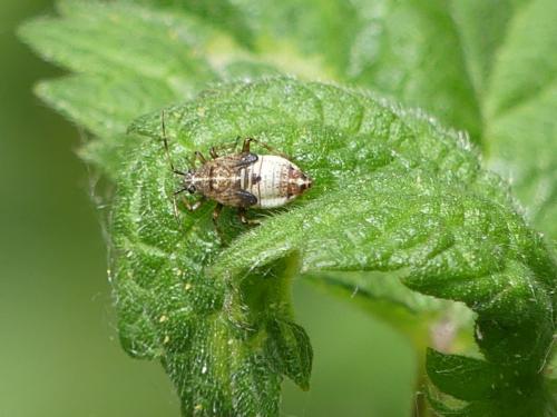 Réf. 282 597 : Deraeocoris flavilinea