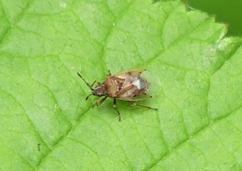 Réf. 282 598 : Kleidocerys resedae