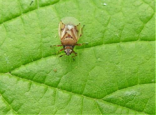 Kleidocerys resedae