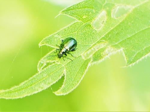 Altica sp.