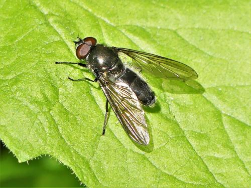 Cheilosia variabilis