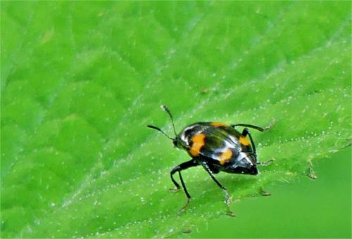 Réf. 282 960 : Scaphidium quadrimaculatum
