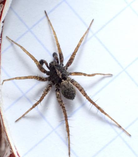 Pardosa hortensis