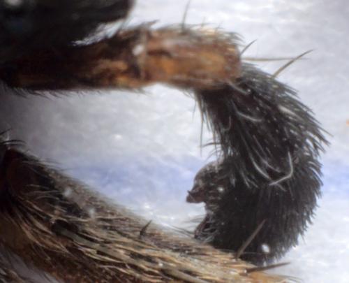 Pardosa hortensis