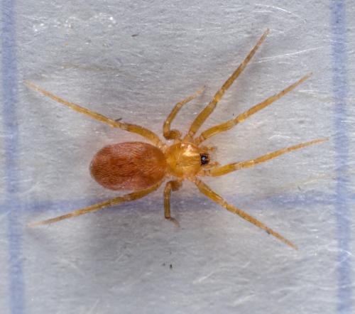 Oonops domesticus