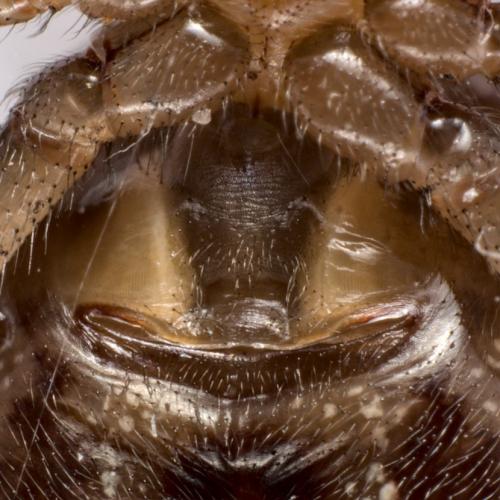 Réf. 282 744 : Steatoda nobilis