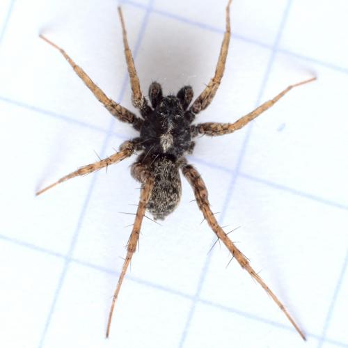 Pardosa hortensis