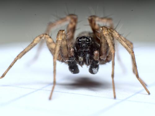 Pardosa hortensis