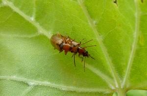 Réf. 282 392 : Orsodacne cerasi
