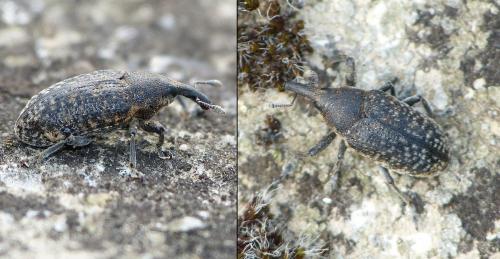 Réf. 282 334 : Larinus carlinae