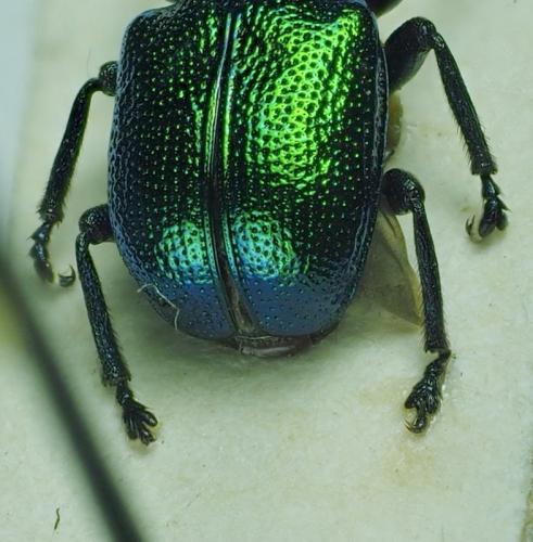 Byctiscus populi