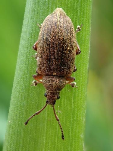 Réf. 282 399 : Phyllobius pyri