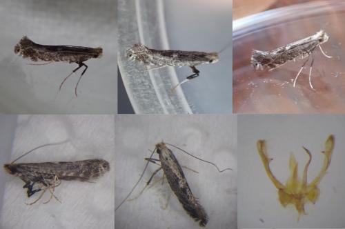 Réf. 282 078 : Parornix torquillella