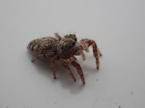 Macaroeris nidicolens