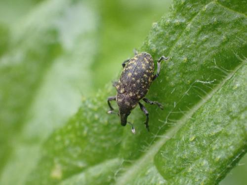 Réf. 282 136 : Larinus turbinatus