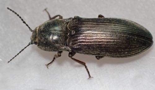 Selatosomus latus
