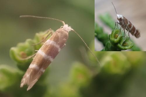 Argyresthia trifasciata