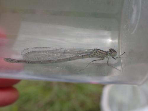 Erythromma lindenii